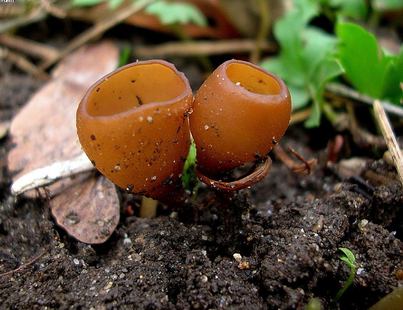 Dumontinia  tuberosa     ( Bull. )   L. M. Kohn.